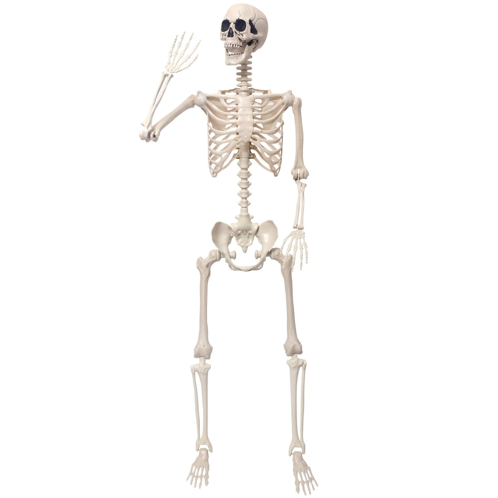 5.4Ft Movable Joints Plastic Skeleton T836322