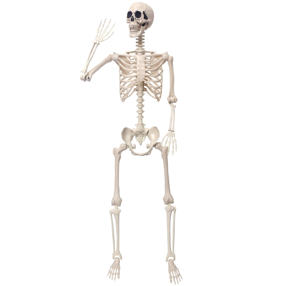 5.4Ft Movable Joints Plastic Skeleton T836322