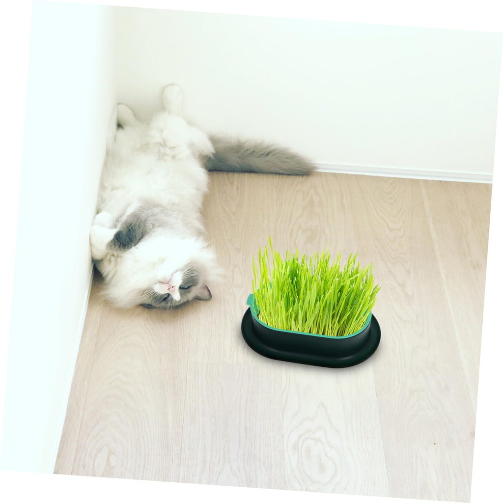 3 Pack Plastic Cat Grass Planter Boxes M914