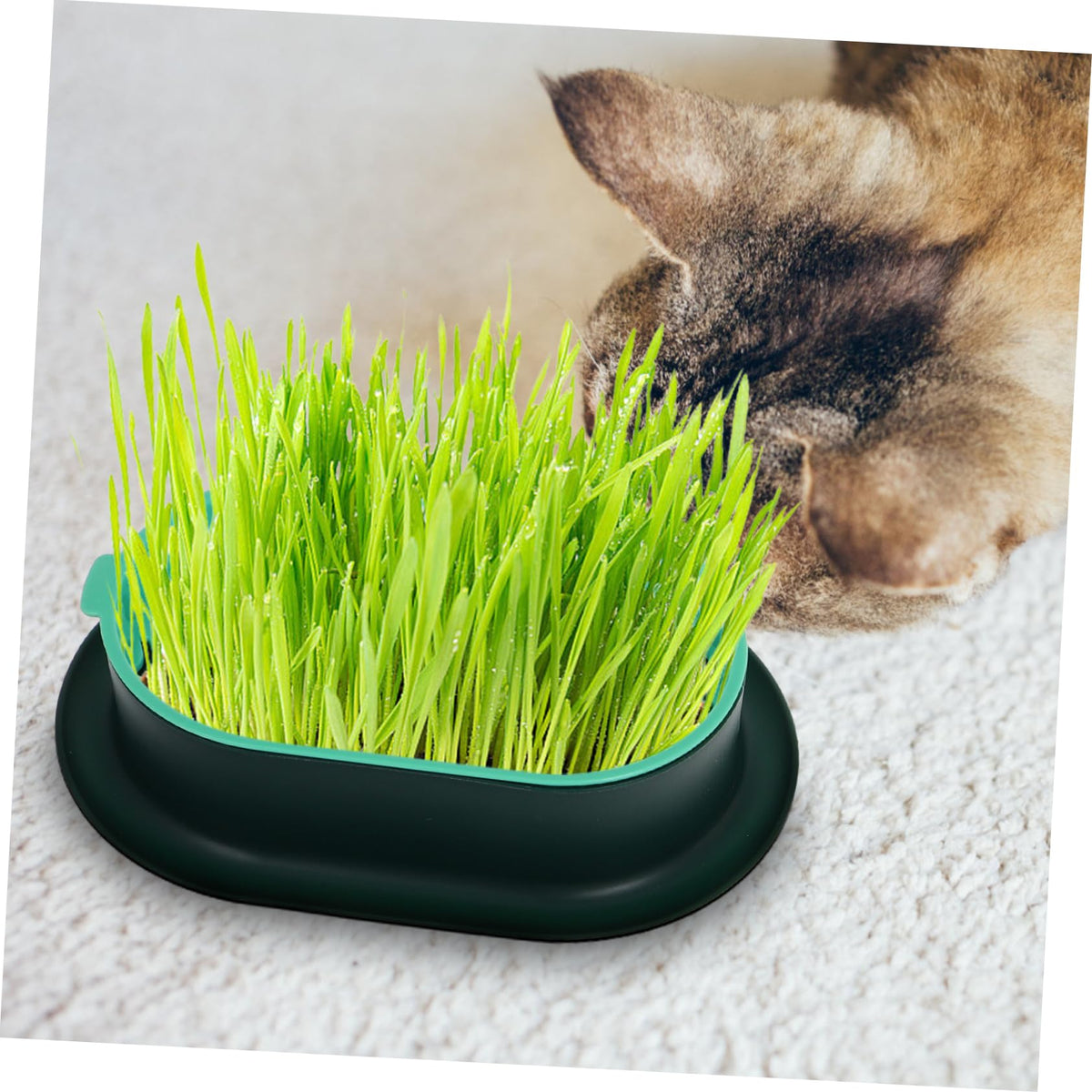 3 Pack Plastic Cat Grass Planter Boxes M914