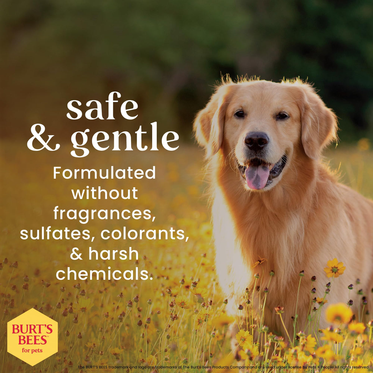 Fragrance-Free Oatmeal Dog Conditioner 10 Fl Oz M55503